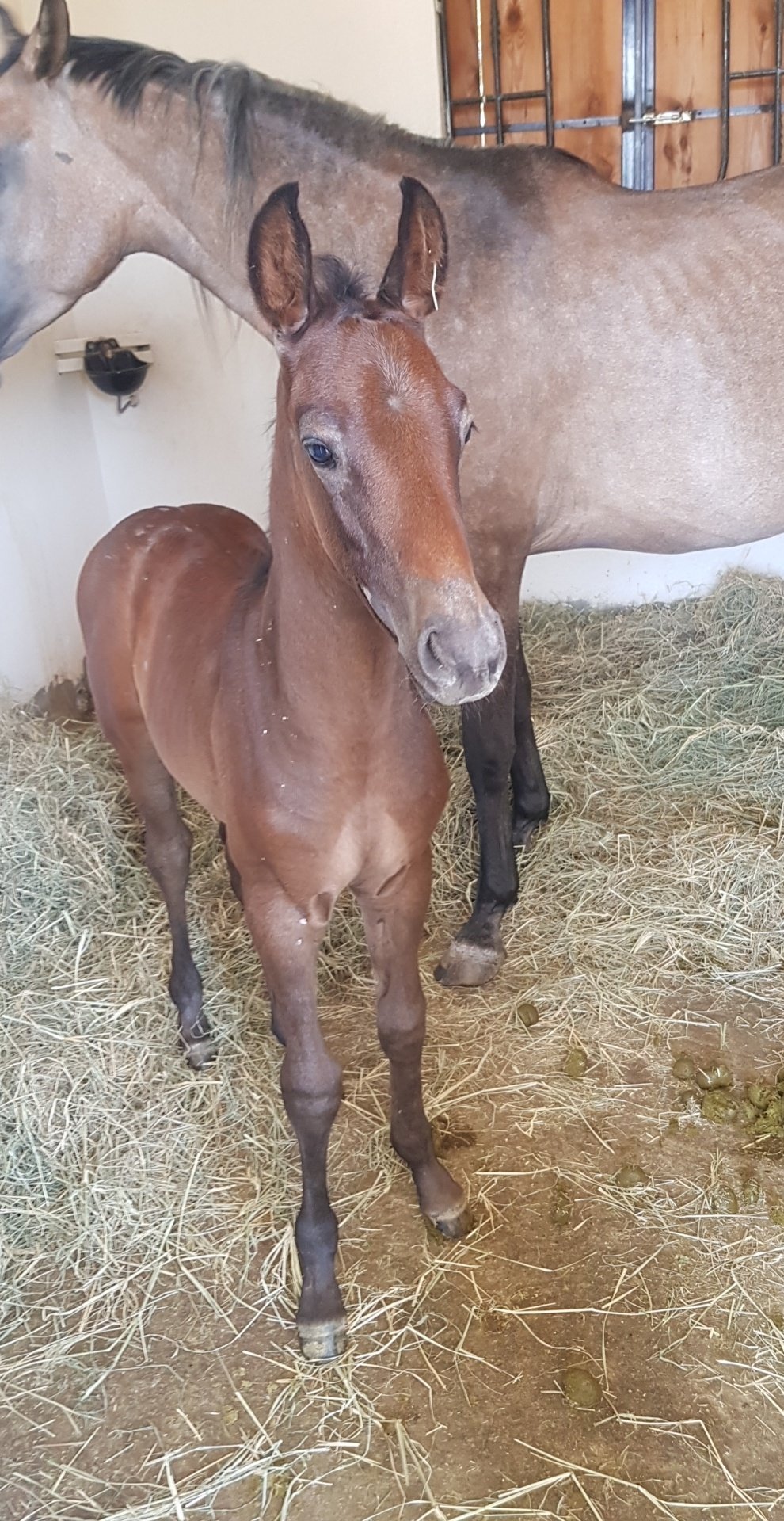 Veterinary care and equine surgical assistance